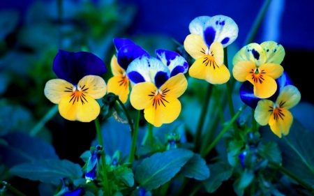 spring flowers - yellow, flower, spring, pensee