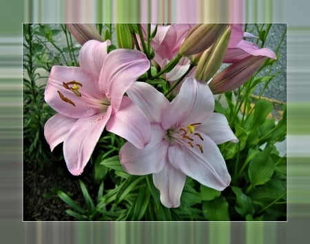 Pink Lilies - flowers, lilies, pink, nature