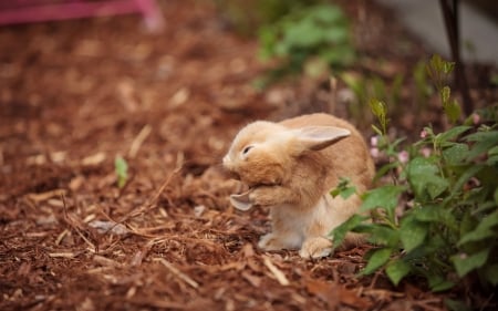 Rabbit - animal, ears, rabbit, bunny