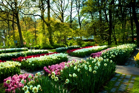 Keukenhof Park, Netherlands - hyacinths, trees, blossoms, tulips, daffodils, spring