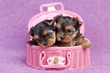 Puppies - couple, puppy, basket, yorkshire, caine, purple, dog, pink, animal, cute, terrier