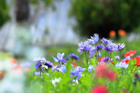 Flowers - flower, nature, leaf, tree