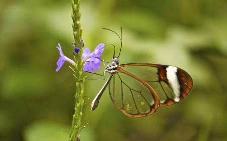 Butterfly - Butterfly, insect, leaf, tree