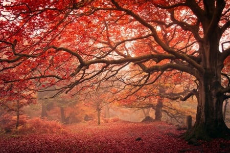 Autumn Forest - trees, branches, nature, autumn