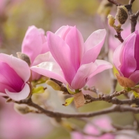 Magnolia