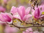 Magnolia