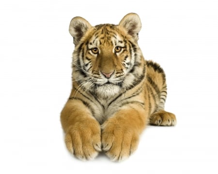 Tiger cub - white, paws, card, cub, animal, tiger, cute