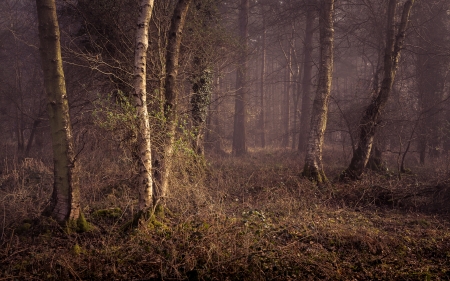 Forest - nature, cloud, Forest, grass, tree, sky