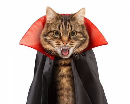 Vampire Cat - blood, cape, fangs, teeth, Vampire, cat