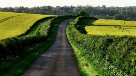 Rural - road, country, nature, fields