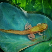 An adolescent frog in a drop of water