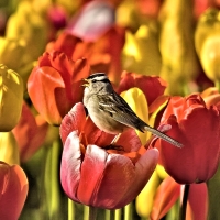 Tulips and Bird