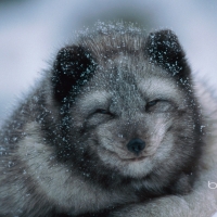 Arctic fox cub in winter