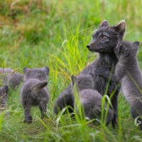 Arctic fox family  Swedish Lapland