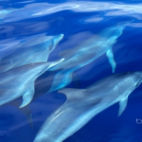 Atlantic spotted dolphin pod swimming near the Azores Atlantic Ocean