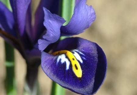 Beautiful Iris - nature, iris, flower, beautiful