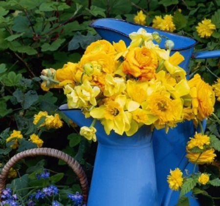 daffodil water can - daffodils, nature, water can, flowers