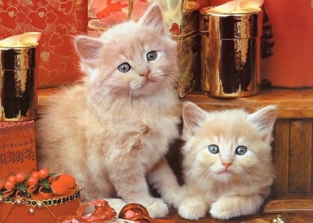 cute gift - kittens, cute, cats, gift, animals