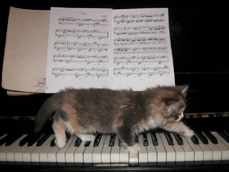 musical kitten - cats, musical, kitten, animals