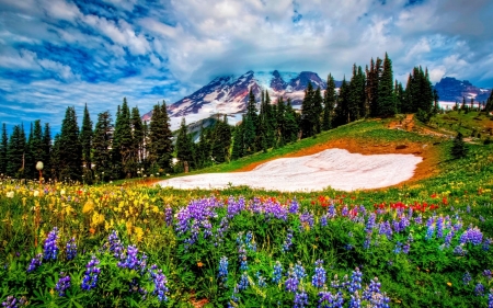 Flowers and Snow in Canadian Rockies - sky, mountains, lupines, clouds, colors