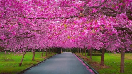 Spring In The Park - blossoms, flowers, spring, trees, walkway, park, grass