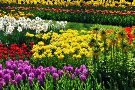 Keukenhof Garden, Netherlands - blossoms, tulips, daffodils, park, colors