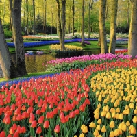 Keukenhof Gardens, Netherlands