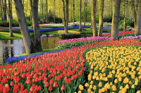 Keukenhof Gardens, Netherlands - flowers, river, tulips, blossoms, colors