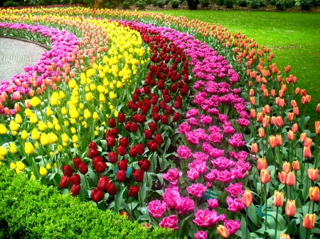 Spring Colors - springtime, blossoms, tulips, park