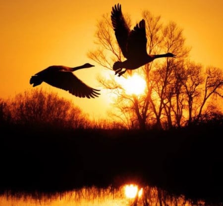 Flight at Sunset - nature, trees, forest, sunset, flight, birds