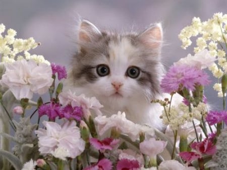 Garden Kitty - cat, kitty, animal, flowers, garden, kitten