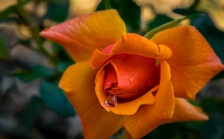 Beautiful wet rose - beautiful, fragrance, drops, wet, spring, flower, petals, orange, leaves, scent, garden, rose