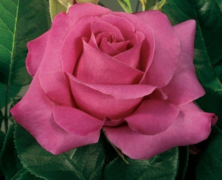 Pink Beauty - flowers, nature, macro, rose, petals, pink