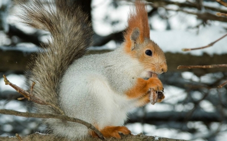 Squirrel - animal, winter, cute, squirrel, veverita