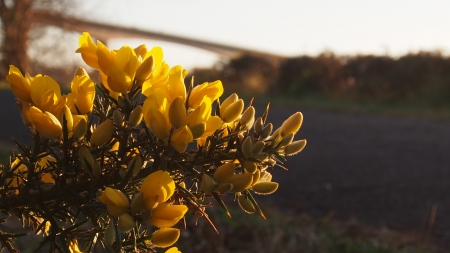 Bideford Bridge with flowers - fields, wild, countryside, flowers, bridges