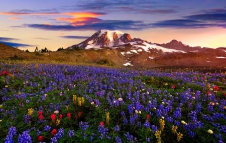 Mountain wildflowers - pretty, hills, beautiful, meadow, lovely, mountain, wildflowers, colorful, sky, rocks