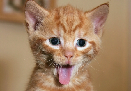 Bleah! - face, funny, animal, cute, cat, kitten, orange, tongue, ginger