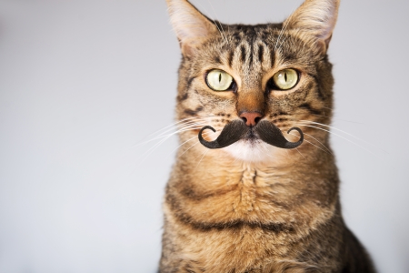 Mr. Cat - mustache, animal, pisica, funny, face, cat