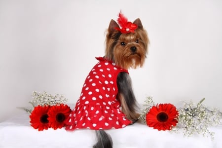 Cute puppy - red, flower, animal, dot, cute, caine, yorkshire terrier, puppy, gerbera, dress, white, bow, dog