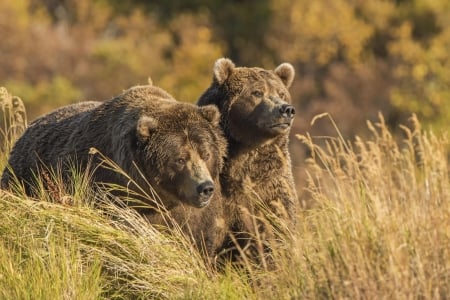 Bear - brown, animal, bear, grass