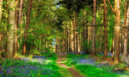 Deer in spring forest - nature, forest, tree, deer, spring