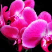 Orchids â™¥