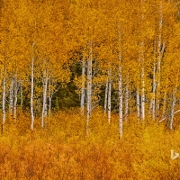 Autumn aspens in Grand Teton National Park Wyoming