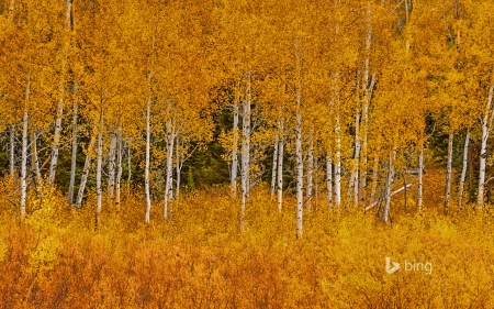 Autumn aspens in Grand Teton National Park Wyoming