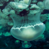 Bloom of moon jellyfish swimming at night in Prince William Sound Alaska