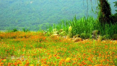 Bloomfields - bloom, flowers, bloomfields, yellow, blue, fields, green, orange