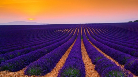 Sunset over lavender field - nature, field, sunset, blue