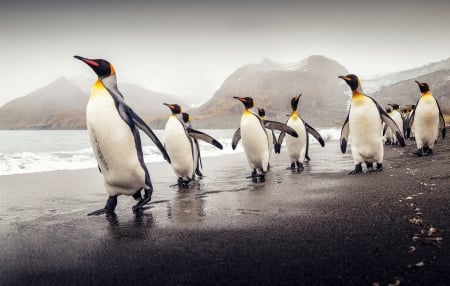 King Penguins - animal, nature, king, penguins