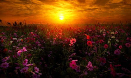 Flower summer field - clouds, pretty, summer, amazing, beautiful, sunrise, flower, ield, sunset, fiery, sun