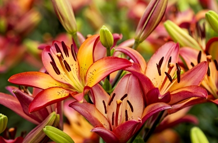 Garden flowers - lilies, fragrance, colorful, summer, spring, pretty, beautiful, scent, flowers, garden